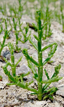 Salicornia